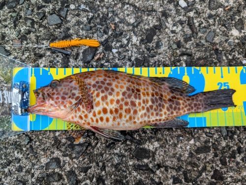 オオモンハタの釣果