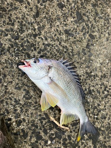 キビレの釣果