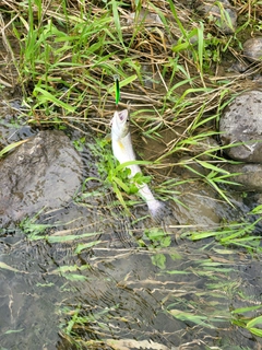 アメマスの釣果