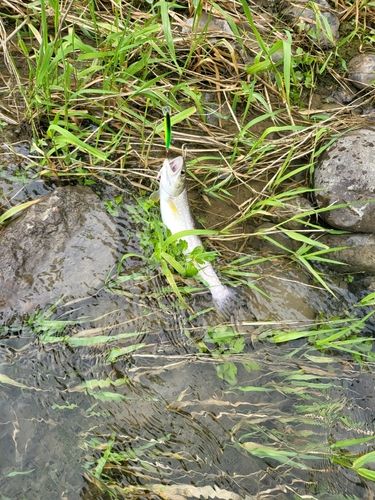 アメマスの釣果