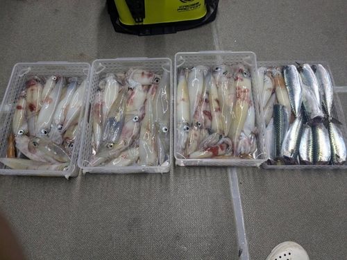 シロイカの釣果