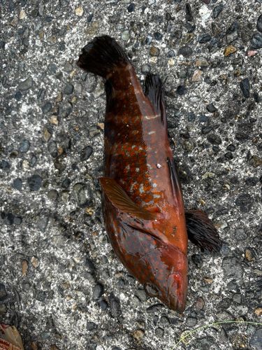 キジハタの釣果