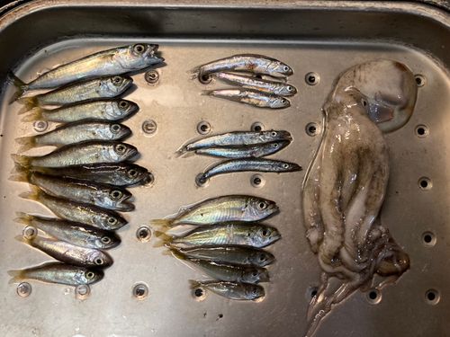 キツネメバルの釣果