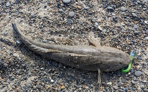 マゴチの釣果