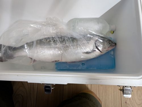 サクラマスの釣果