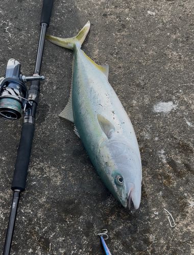 ハマチの釣果