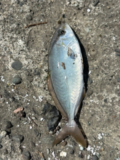 シマアジの釣果
