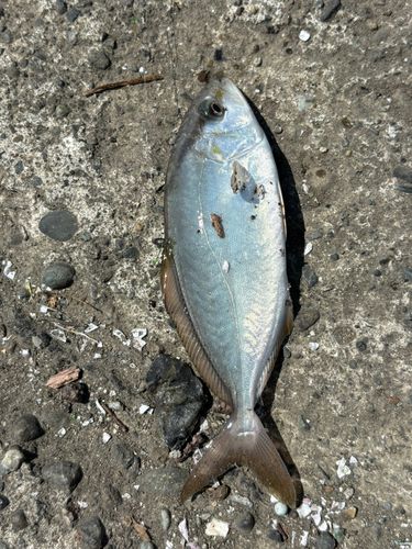 シマアジ