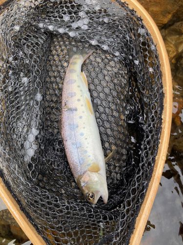 ヤマメの釣果