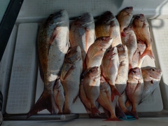 マダイの釣果