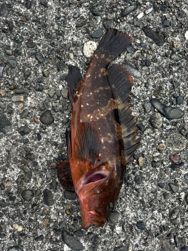 キジハタの釣果