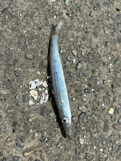 カマスの釣果