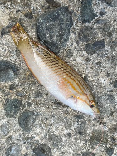 ベラの釣果