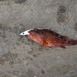 カサゴ