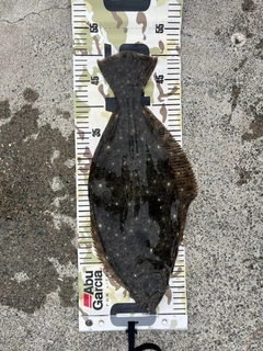 ヒラメの釣果