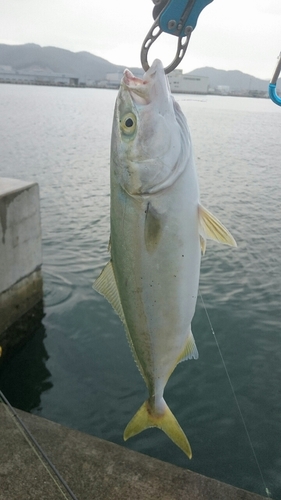 イナダの釣果