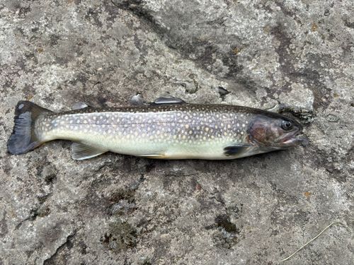 イワナの釣果