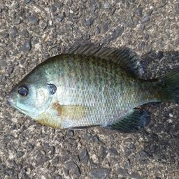 ブルーギル