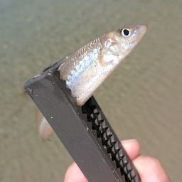 シロギス