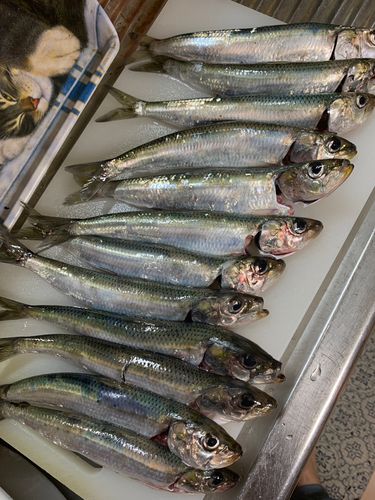 イワシの釣果