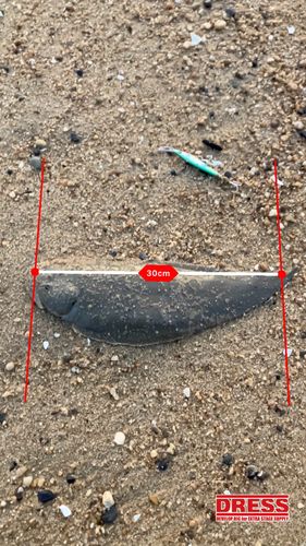 シタビラメの釣果