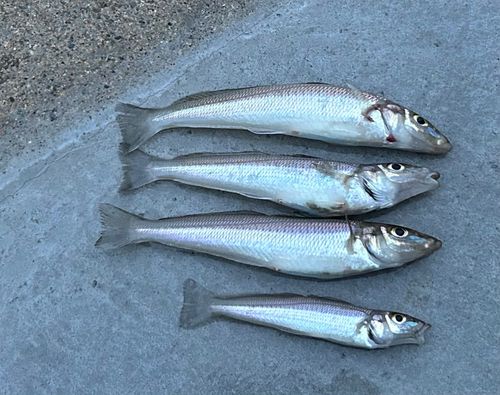 シロギスの釣果