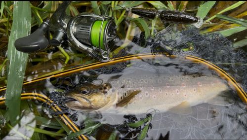 ブラウントラウトの釣果