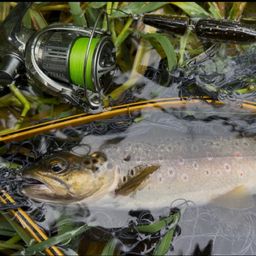 ブラウントラウト