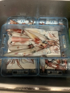 ケンサキイカの釣果