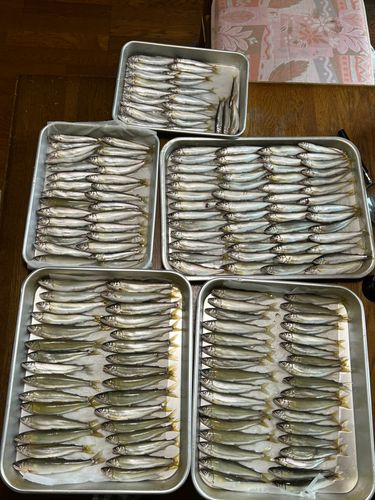 コアユの釣果