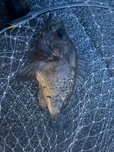 メバルの釣果