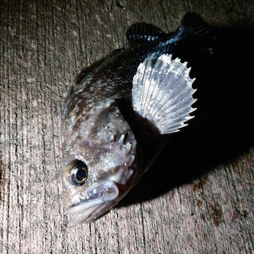 クロソイの釣果