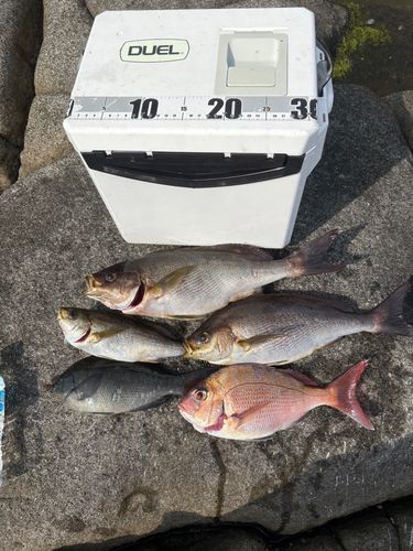 イサキの釣果