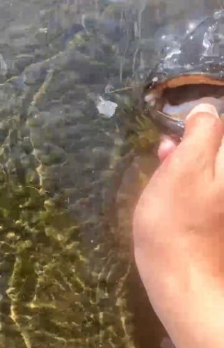 ナマズの釣果