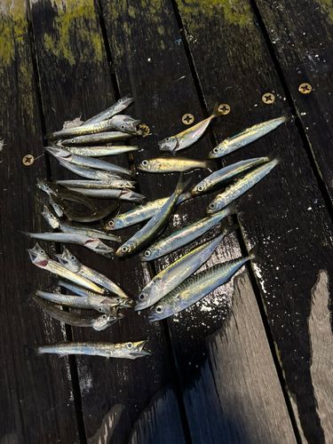 カマスの釣果