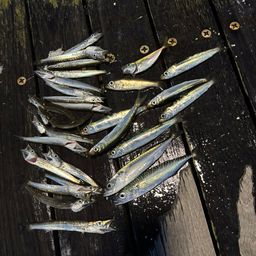 カマス