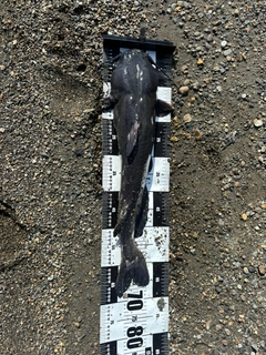 アメリカナマズの釣果