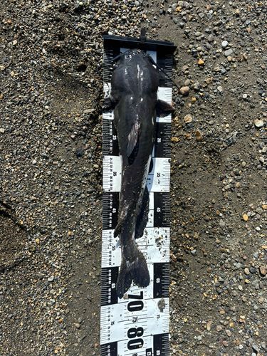 アメリカナマズの釣果
