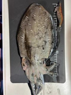 モンゴウイカの釣果