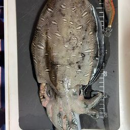 モンゴウイカ