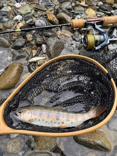 ヤマメの釣果