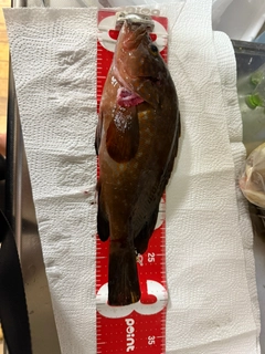 アコウの釣果