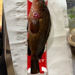 アコウ