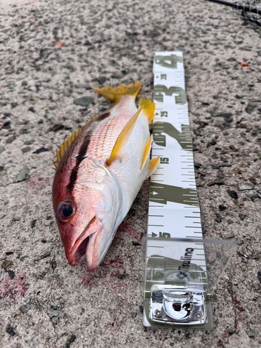 クロホシフエダイの釣果