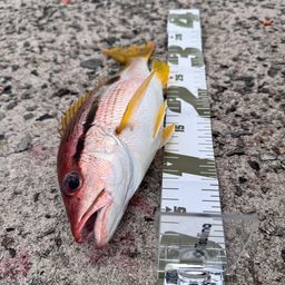 クロホシフエダイ