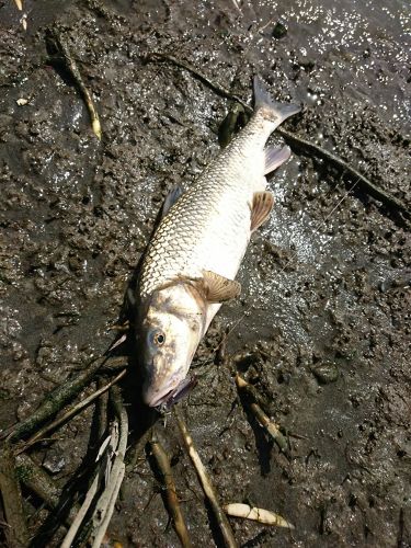 ニゴイの釣果