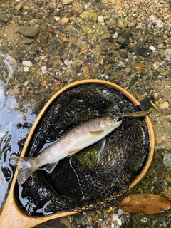 イワナの釣果