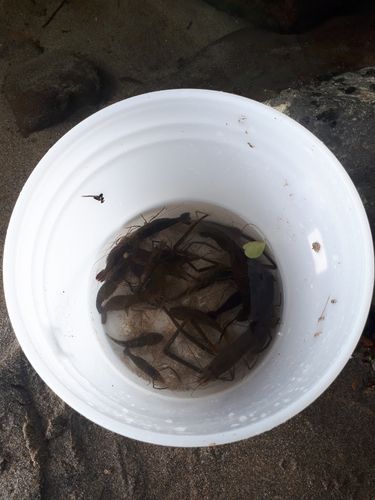 テナガエビの釣果