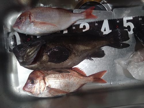 クロソイの釣果