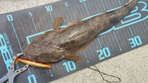 マゴチの釣果